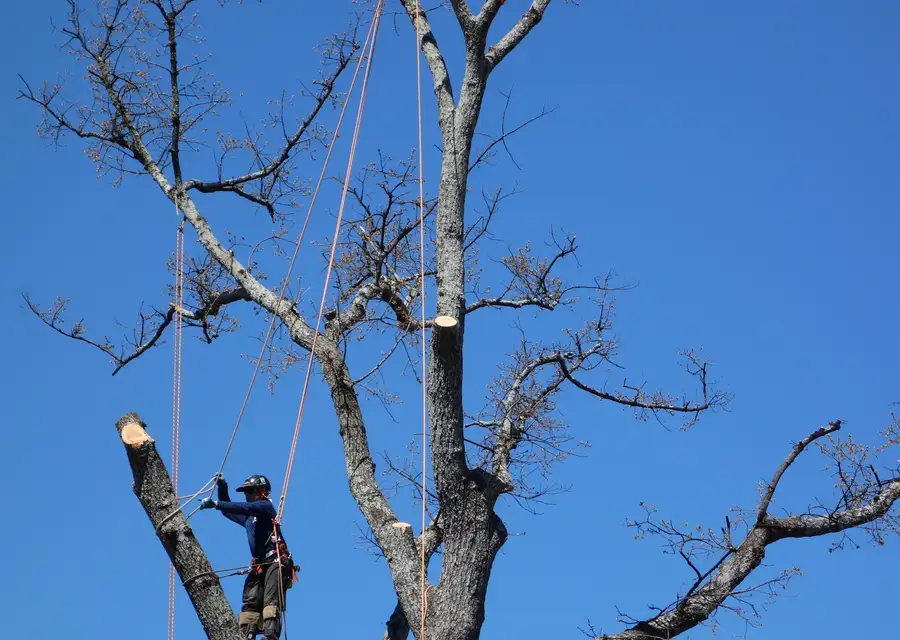 Climber sectioning a dead tree against blue sky
