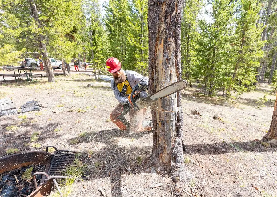 Worker in a hard hat felling a pine with a chainsaw