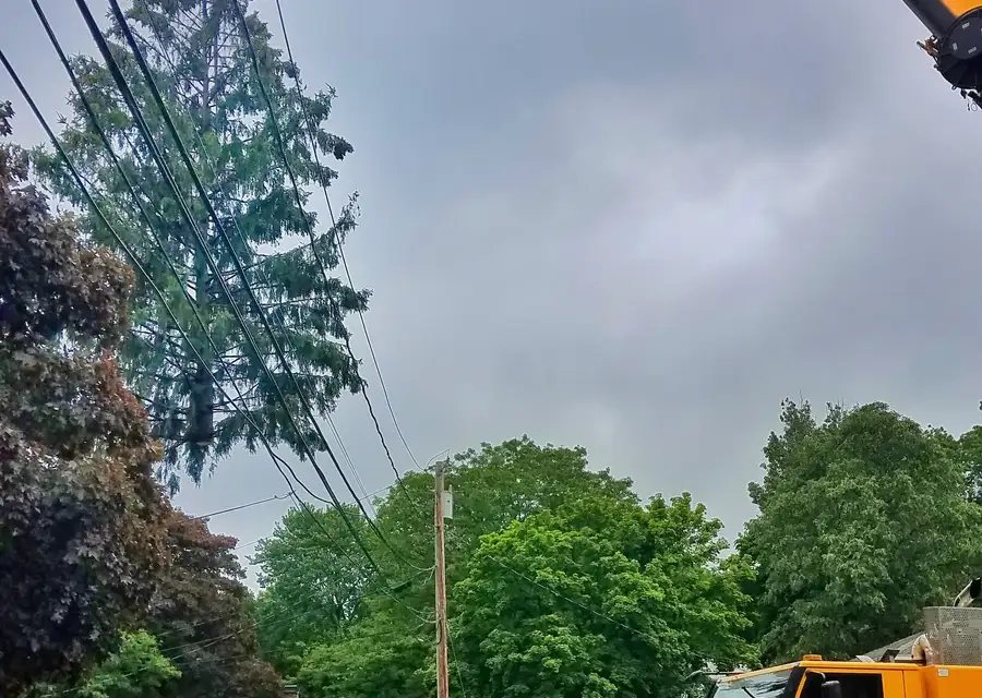 Tall trees growing up against overhead power lines