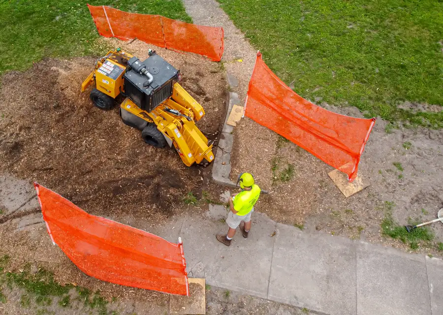 Stump grinder working behind orange safety fencing