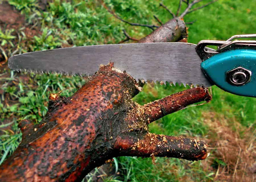 Pruning saw beside a freshly cut branch